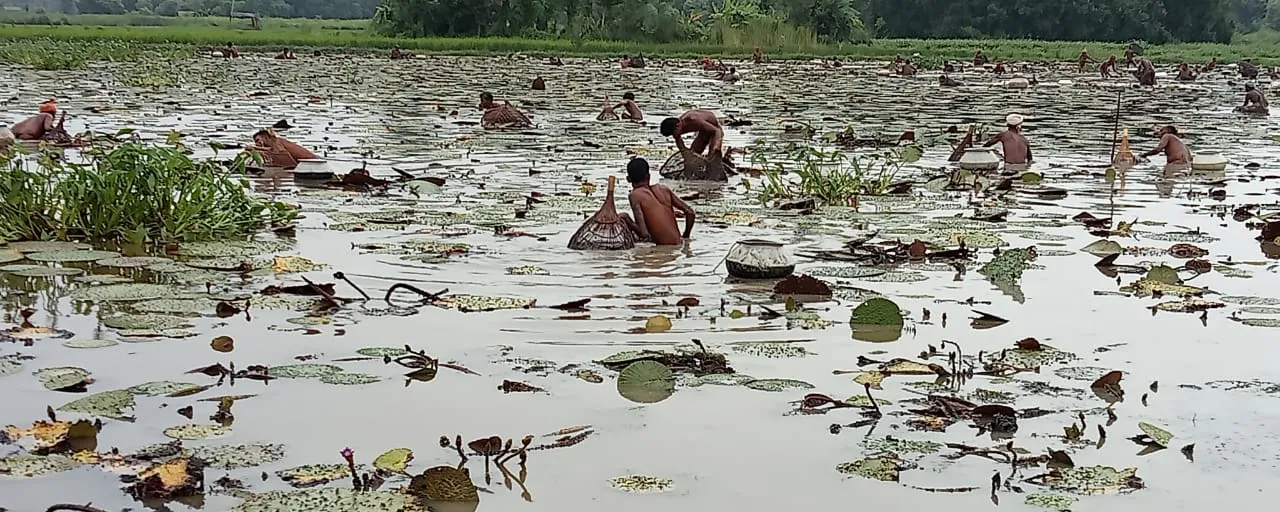 Farmer harvesting makhana from a lotus pond in India
