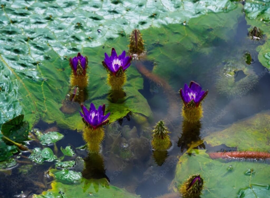 Traditional makhana farming in a lotus pond