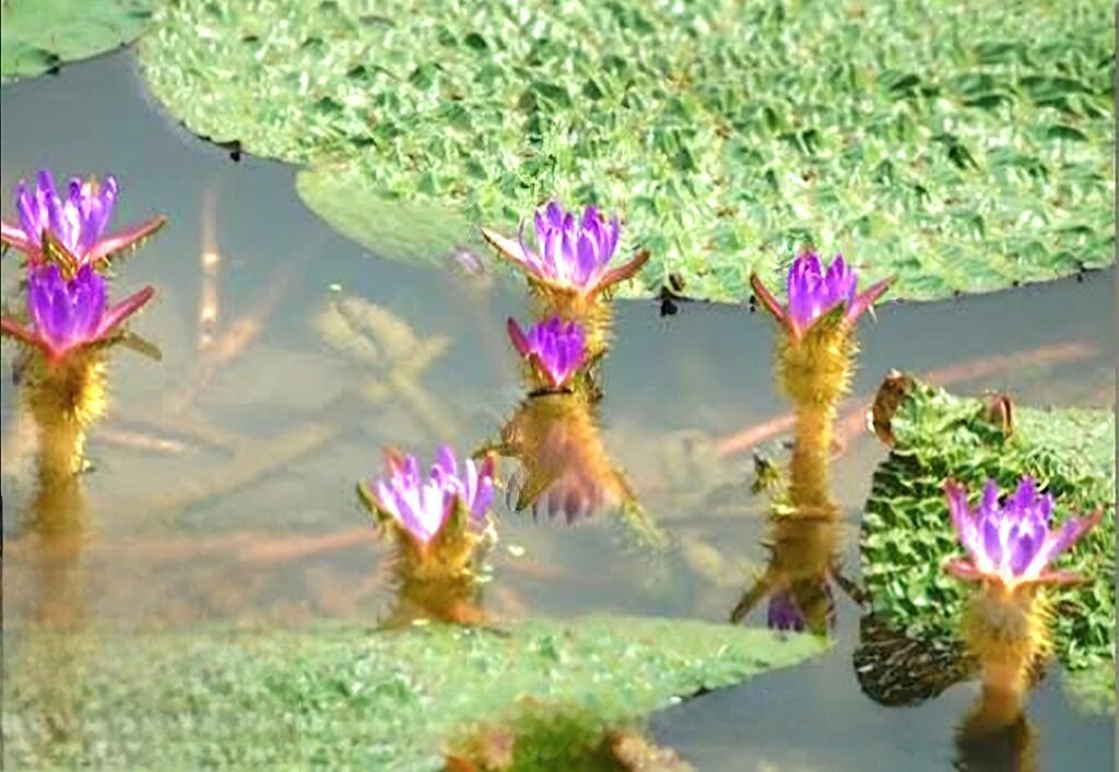 Traditional makhana farming in a lotus pond