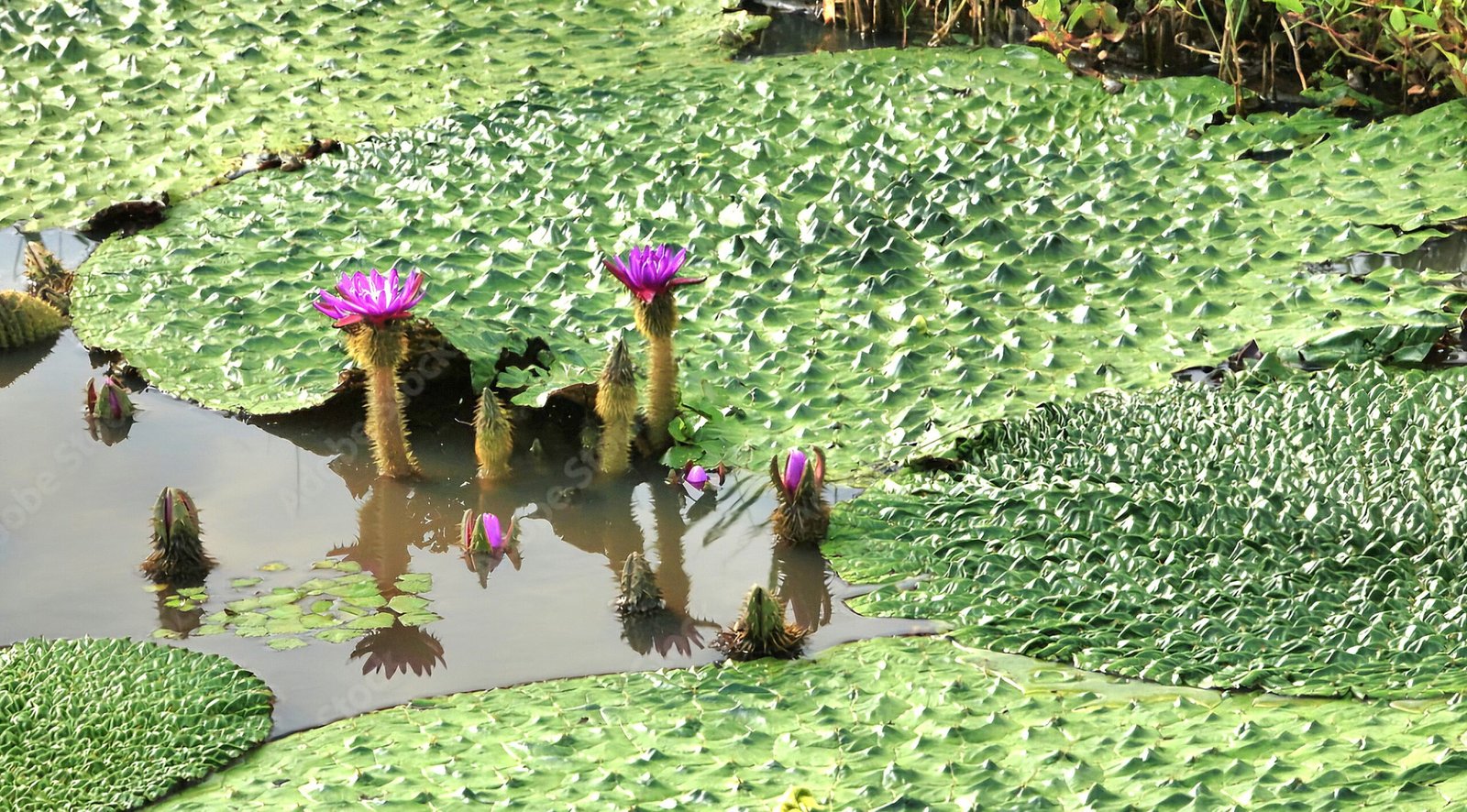 Mithila Makhana  Farming, Districts, Board & Mithila Fresh